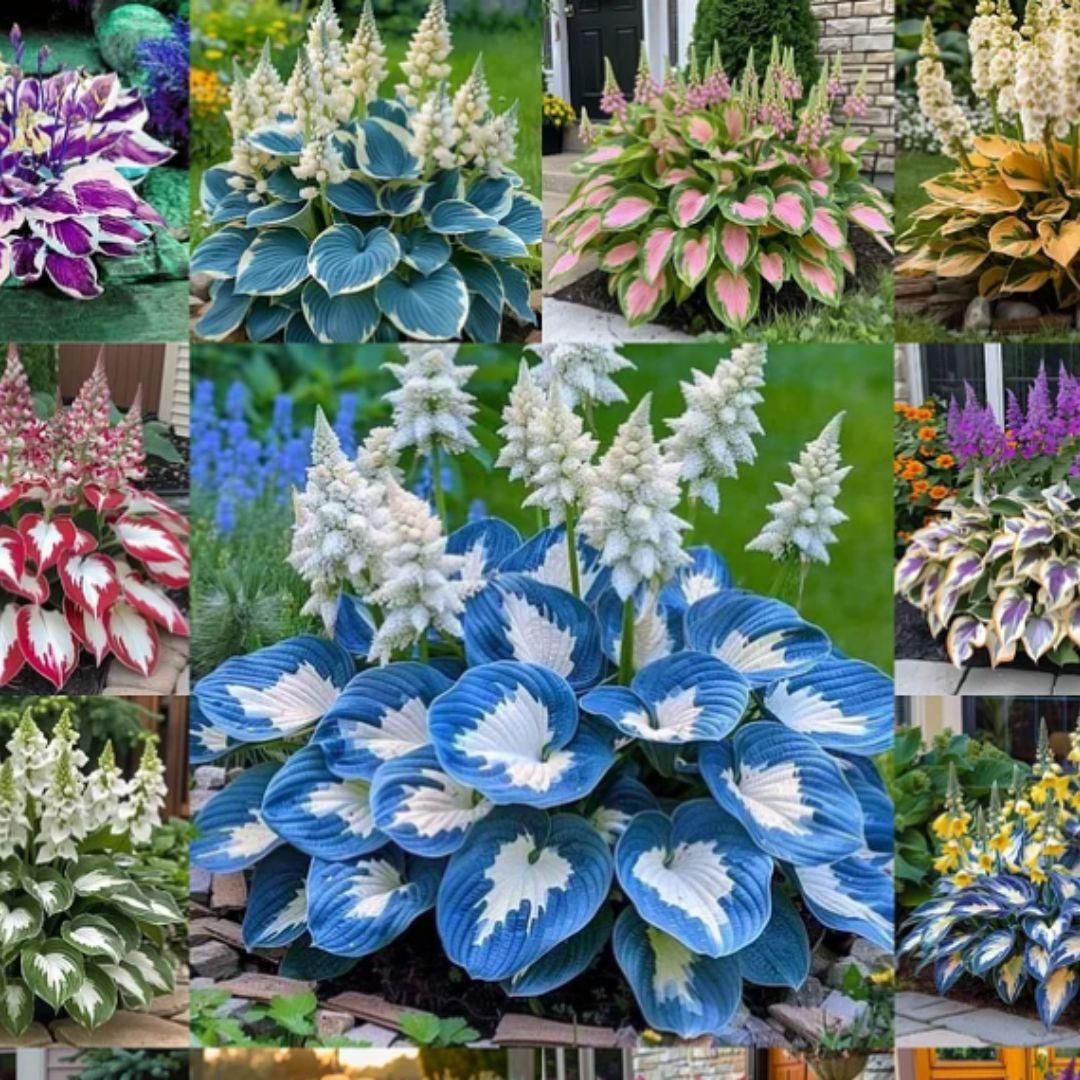 Shade-Tolerant Hosta Flowers